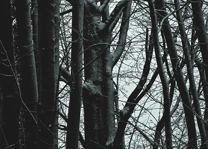 Snow-Covered Trees