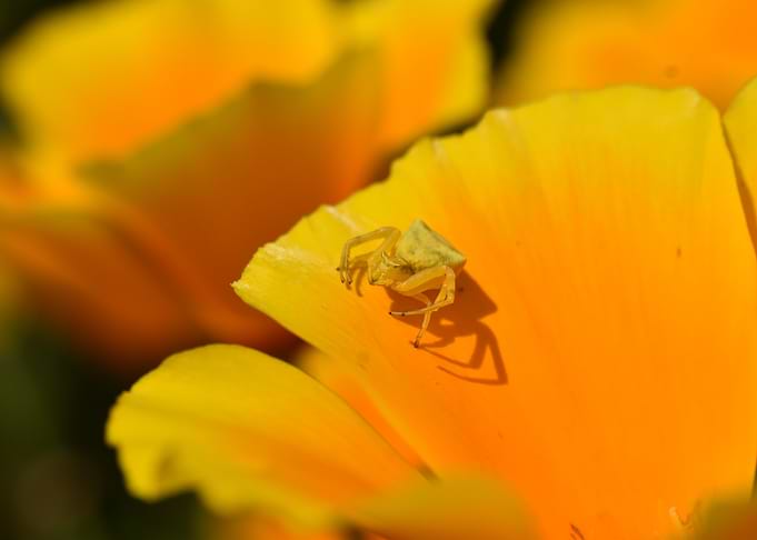 Crab Spider on Flower