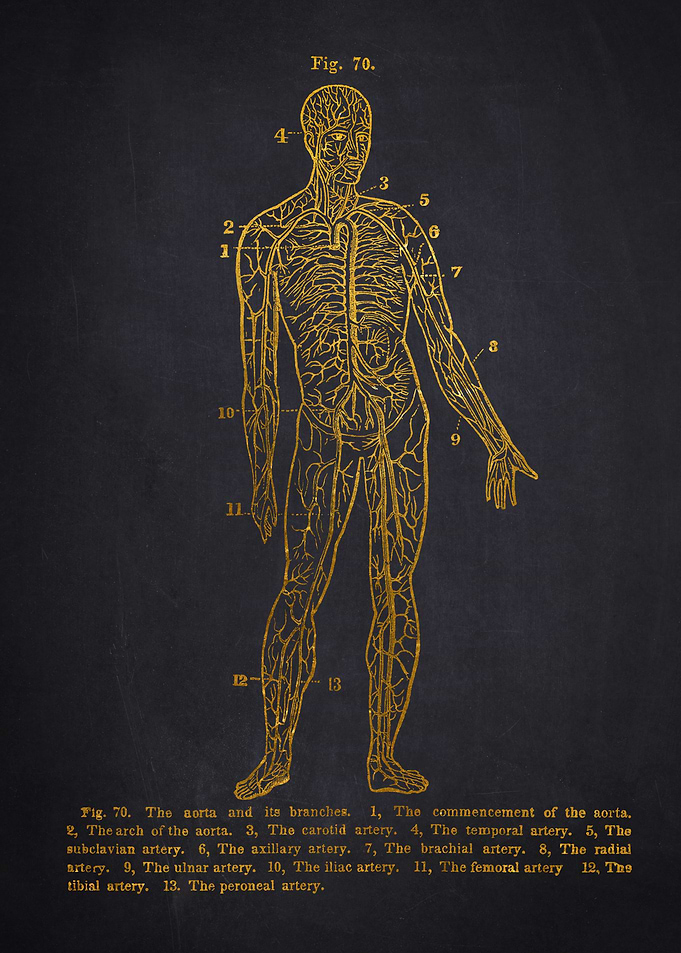 Human Anatomy Diagram