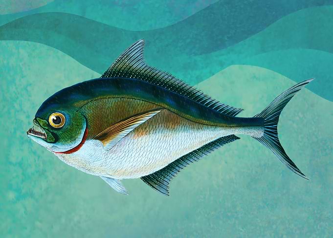 Fish Illustration