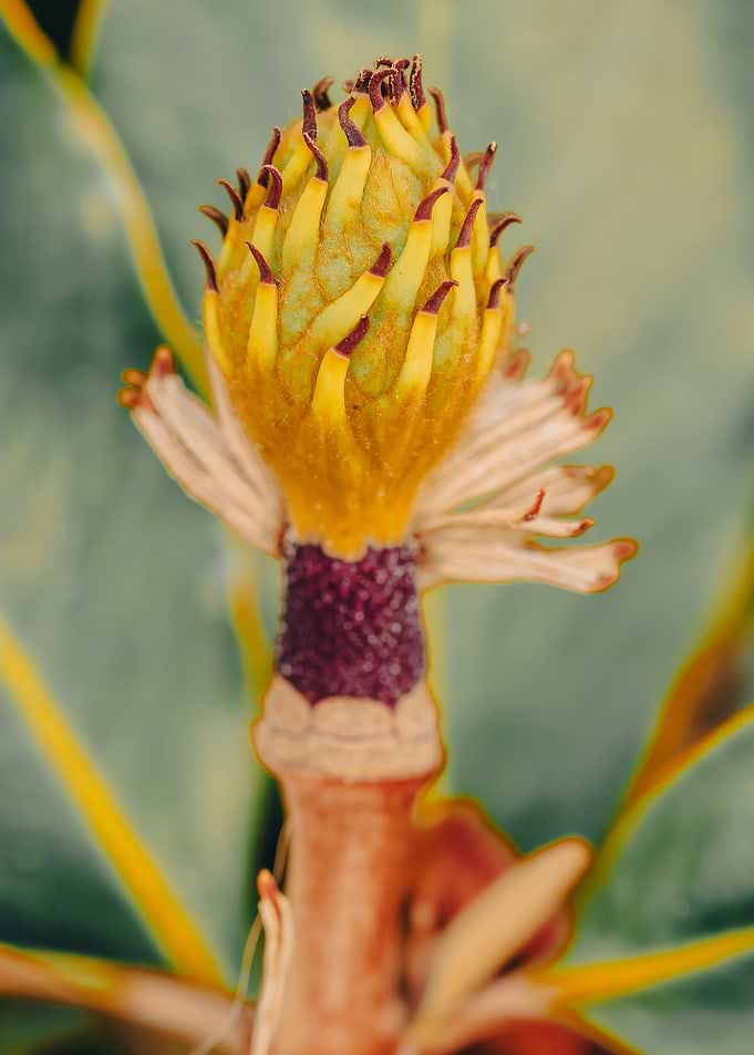 Magnolia Fruit Close-Up