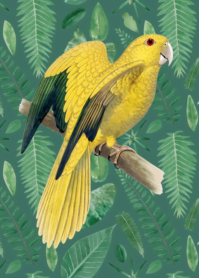 Yellow Parrot
