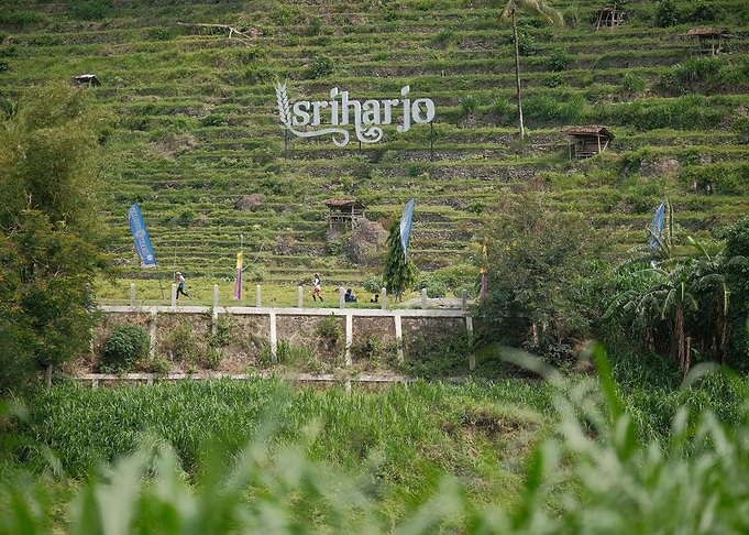 Sriharjo Rice Terraces With Trail Runners