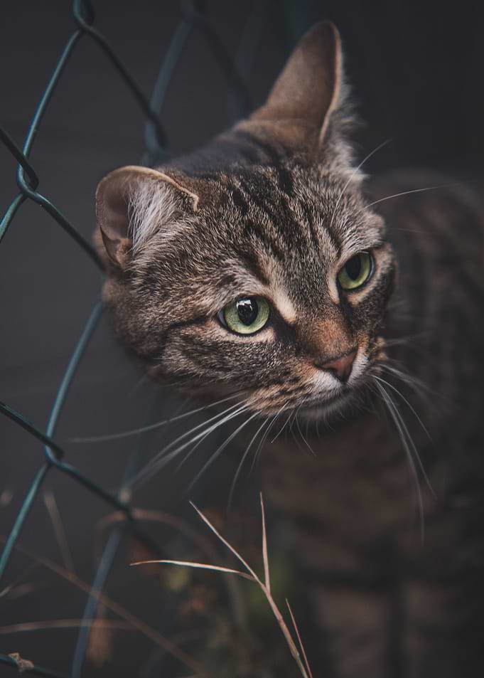 Curious Cat Through Fence