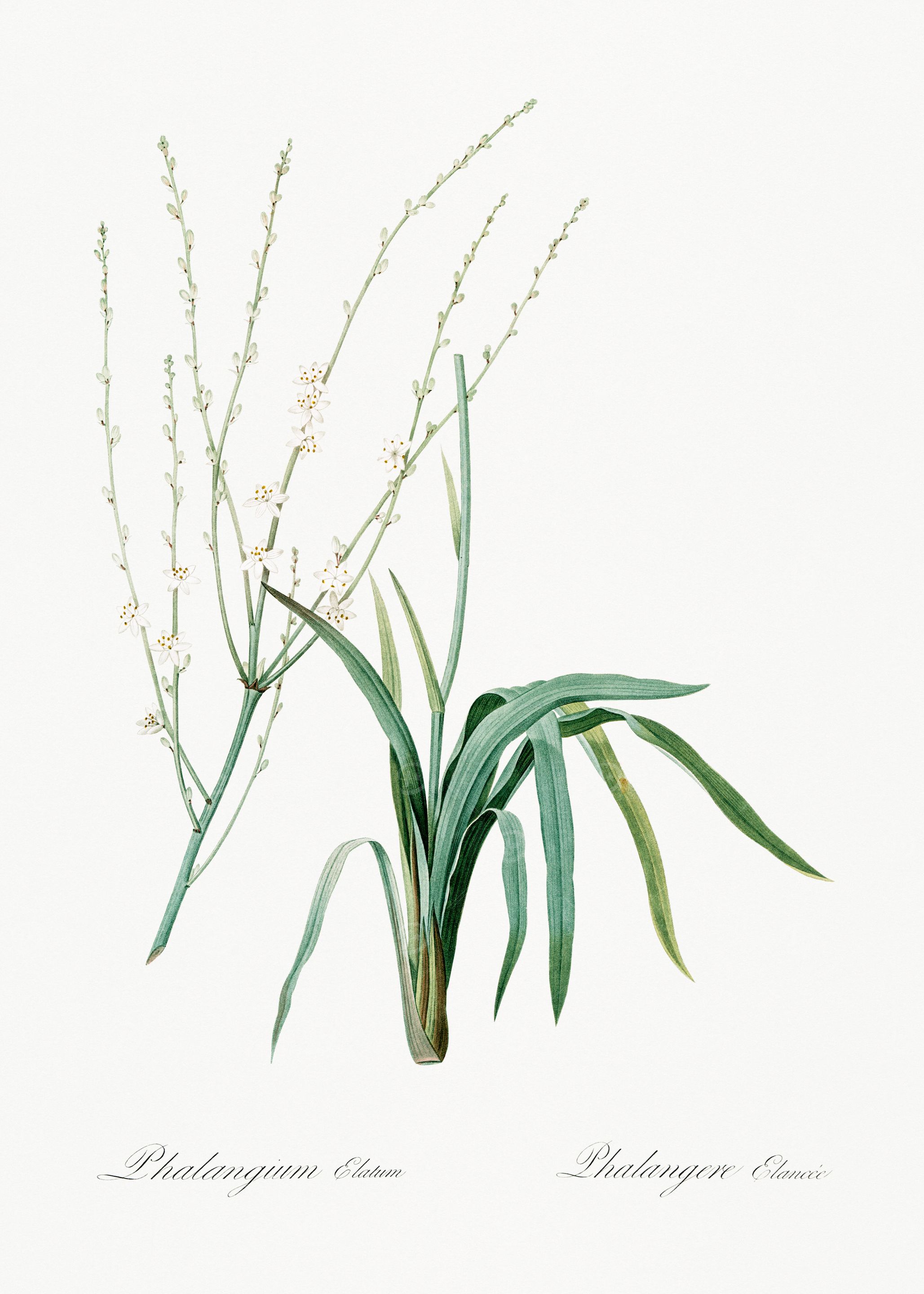Phalangium Botanical Illustration