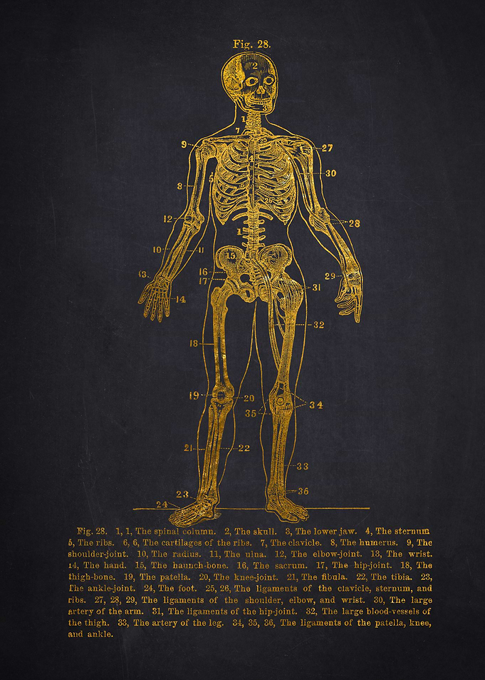 Human Skeleton Diagram