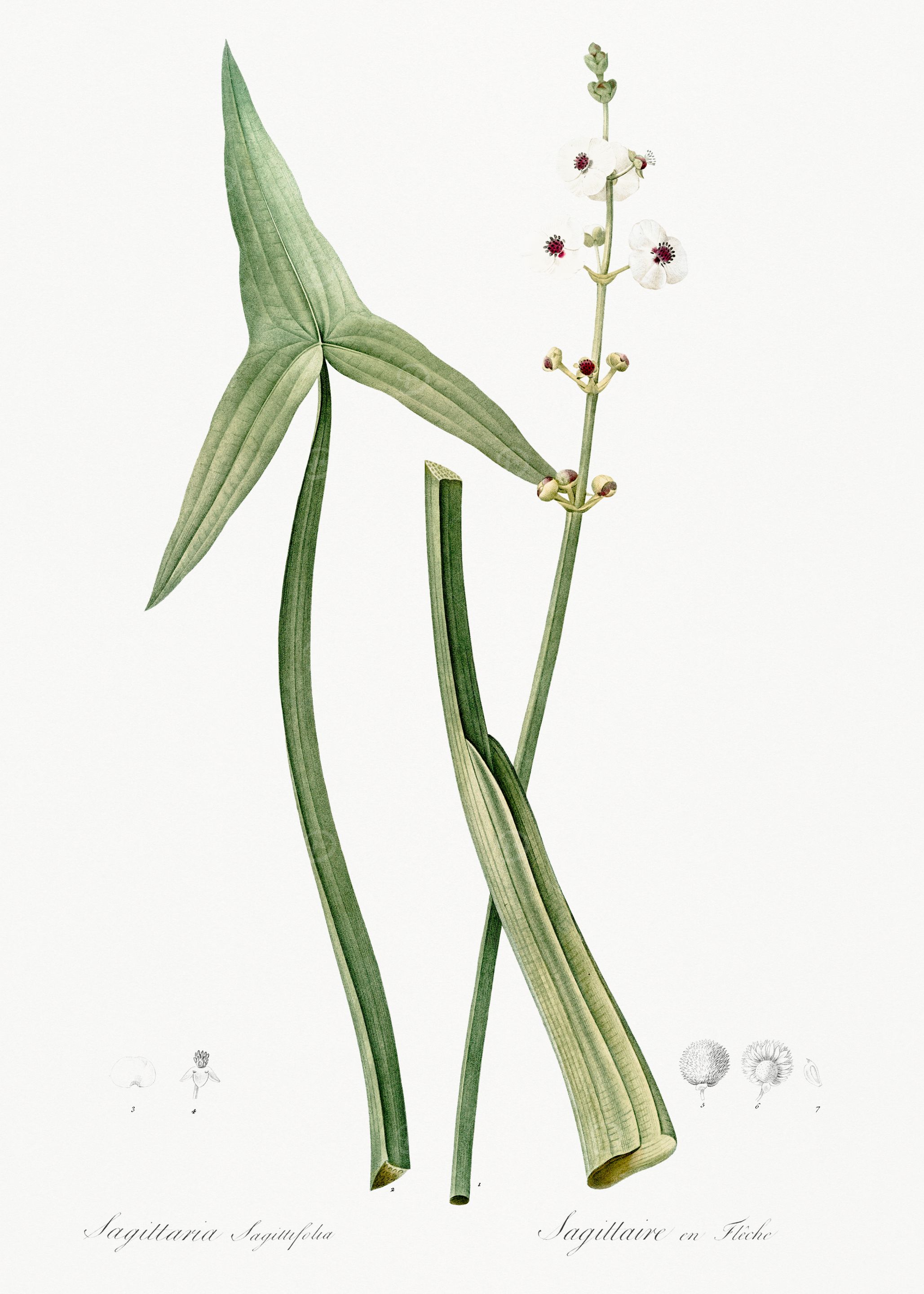Sagittaria Botanical Illustration