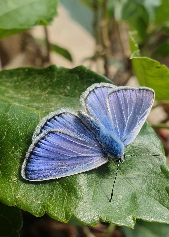Blue Butterfly on Leaf