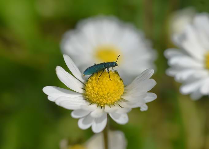 Blue Beetle on Daisy
