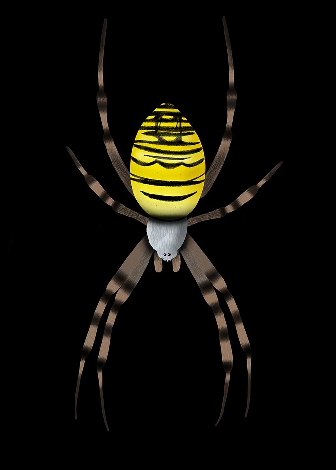 Yellow Garden Spider