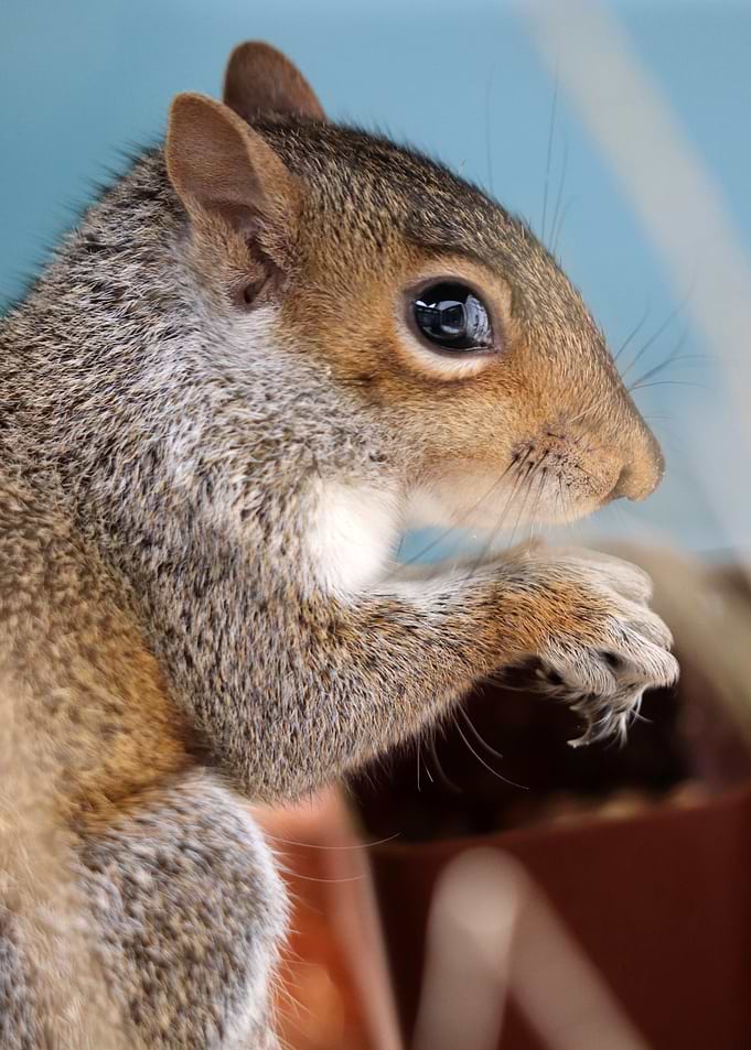 Close-up of a Squirrel