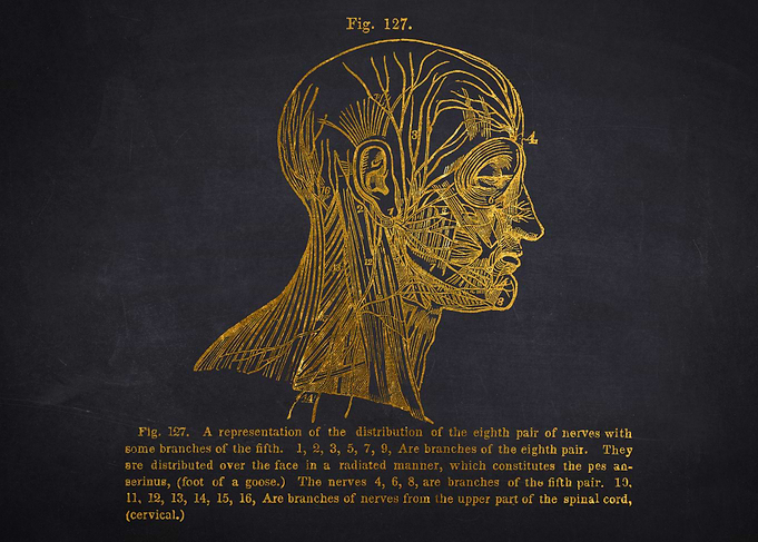 Vintage Nerve Anatomy Illustration