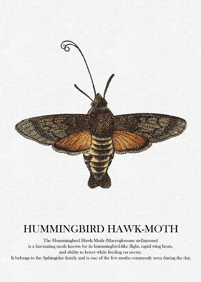 Hummingbird Hawk-Moth Illustration