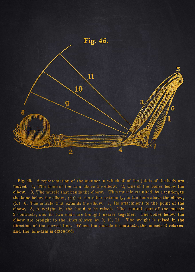 Elbow Anatomy Diagram