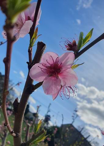 Peach Blossom Close-Up