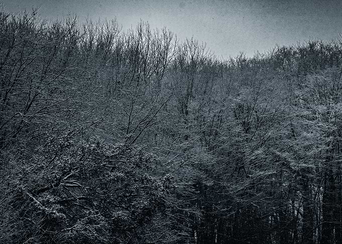 Snow-Covered Forest