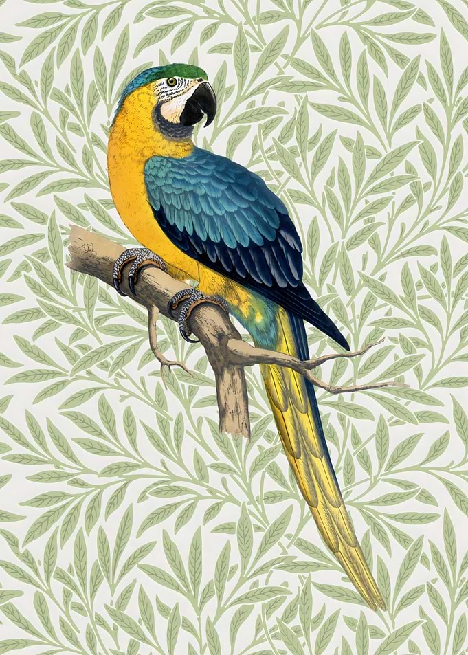 Blue and Yellow Parrot
