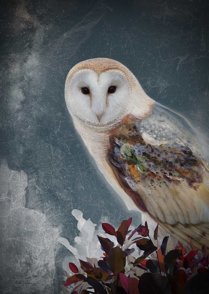Barn Owl Portrait