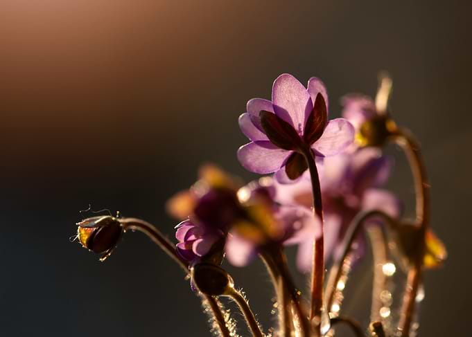 Purple Flowers in Sunlight