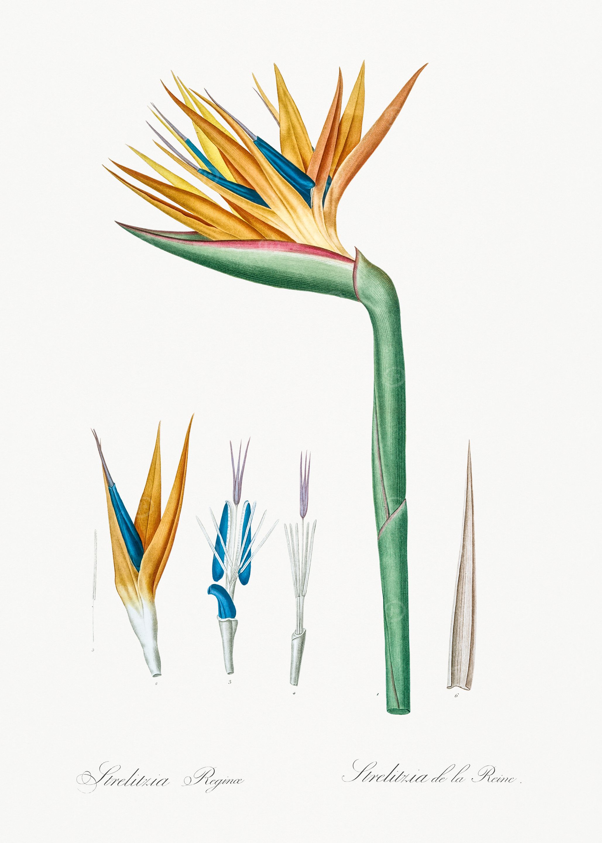 Bird of Paradise Flower Illustration
