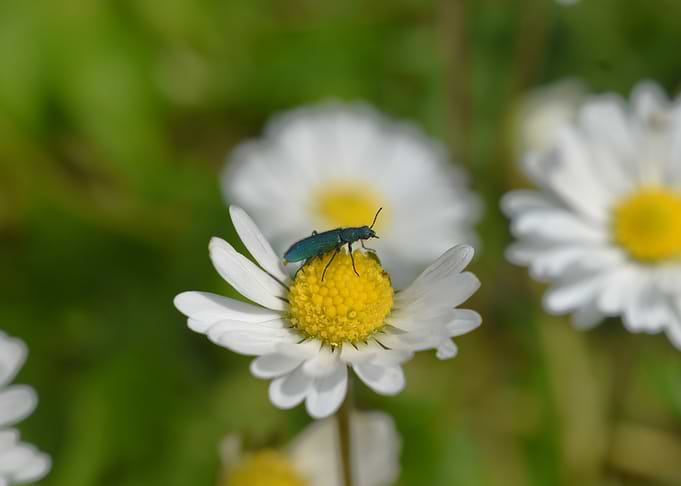 Blue Beetle on Daisy