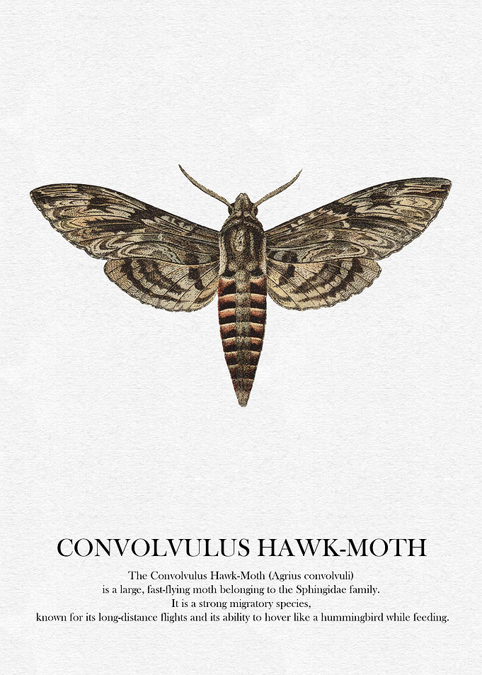 Convolvulus Hawk-Moth Illustration