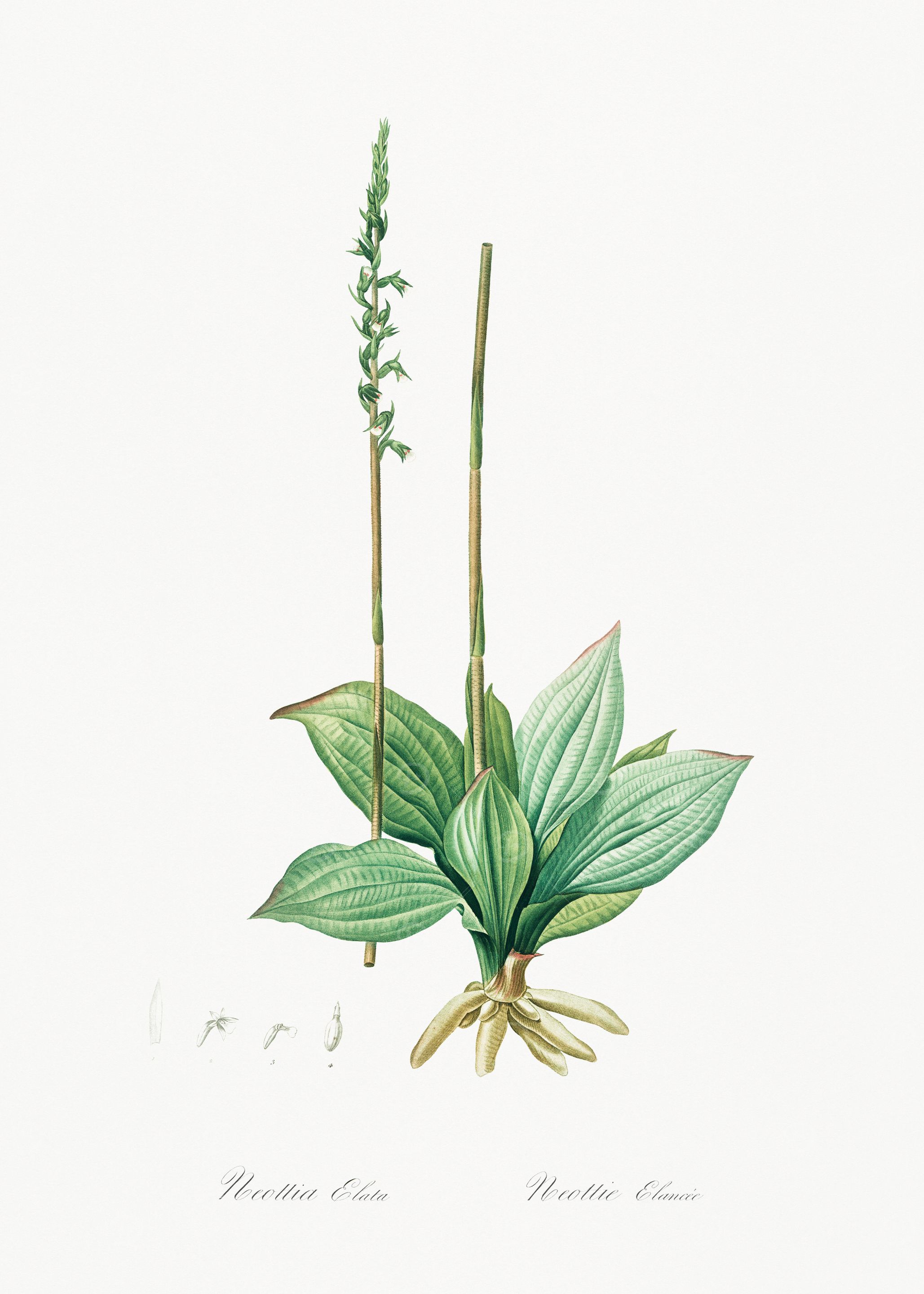 Neottia Elata Botanical Illustration