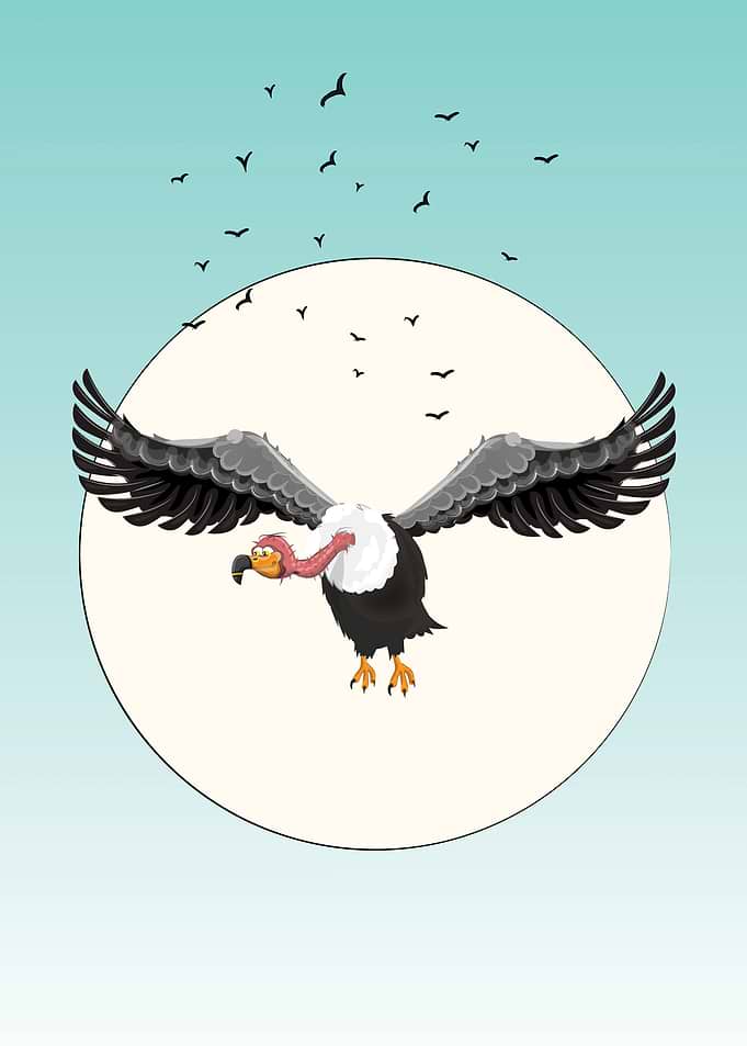 Vulture in Flight