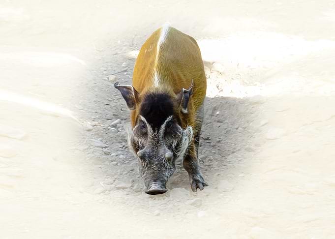 Red River Hog