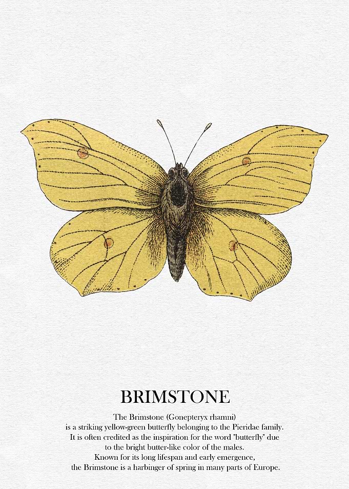 Brimstone Butterfly Illustration