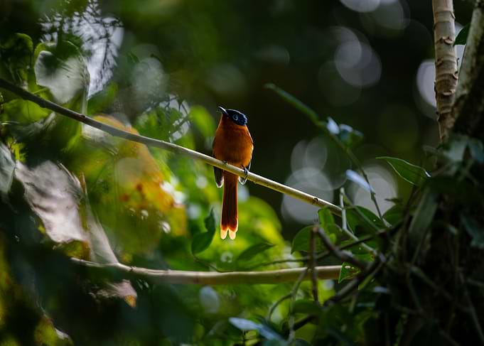 Gobe-mouche