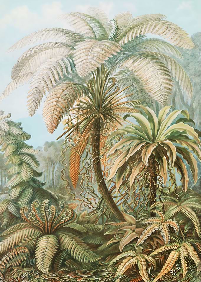 Tropical Forest