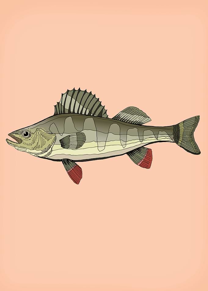 Detailed Perch Illustration