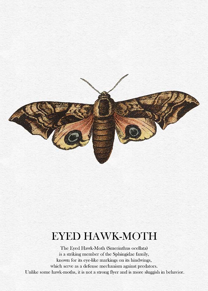 Eyed Hawk-Moth Illustration
