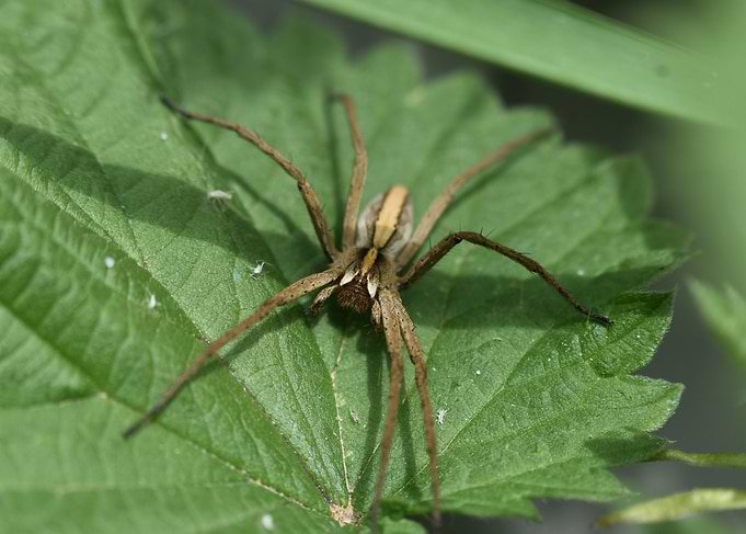 Spider on Leaf