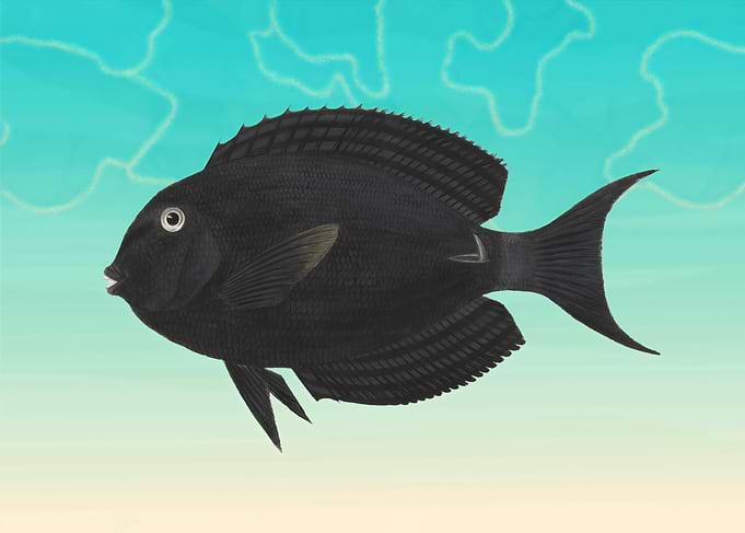 Black Fish