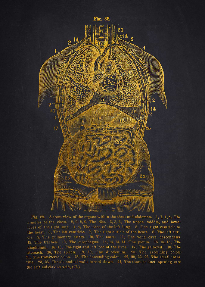 Vintage Human Anatomy Diagram