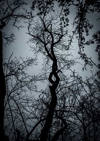 Silhouetted Trees