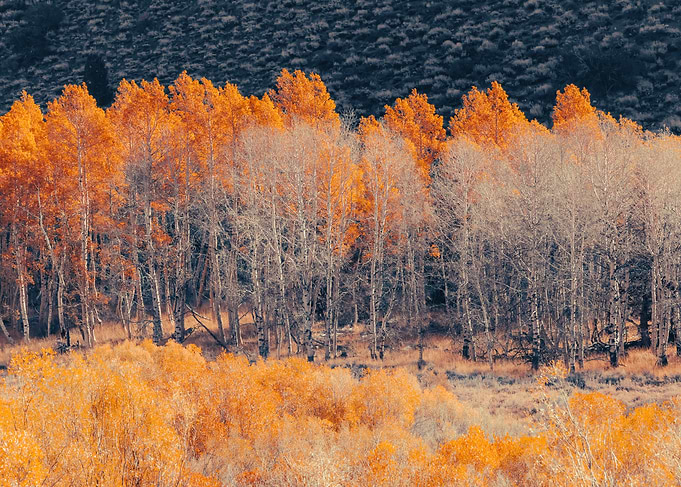Autumn Forest Landscape