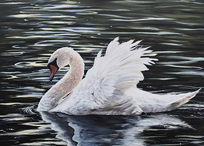 White Swan on Water
