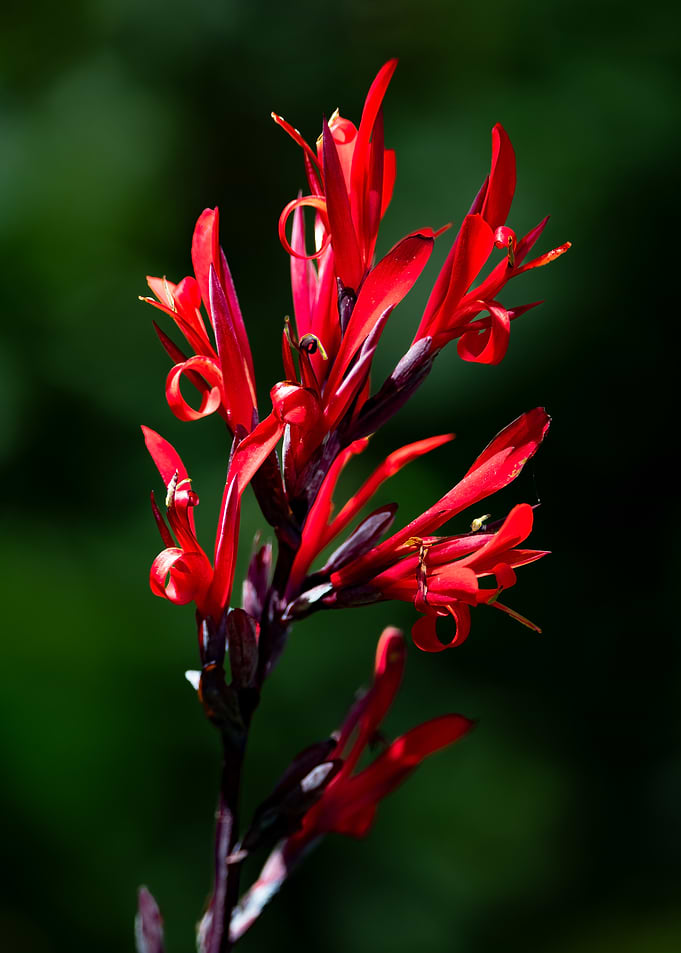 Red Canna Lily Flower