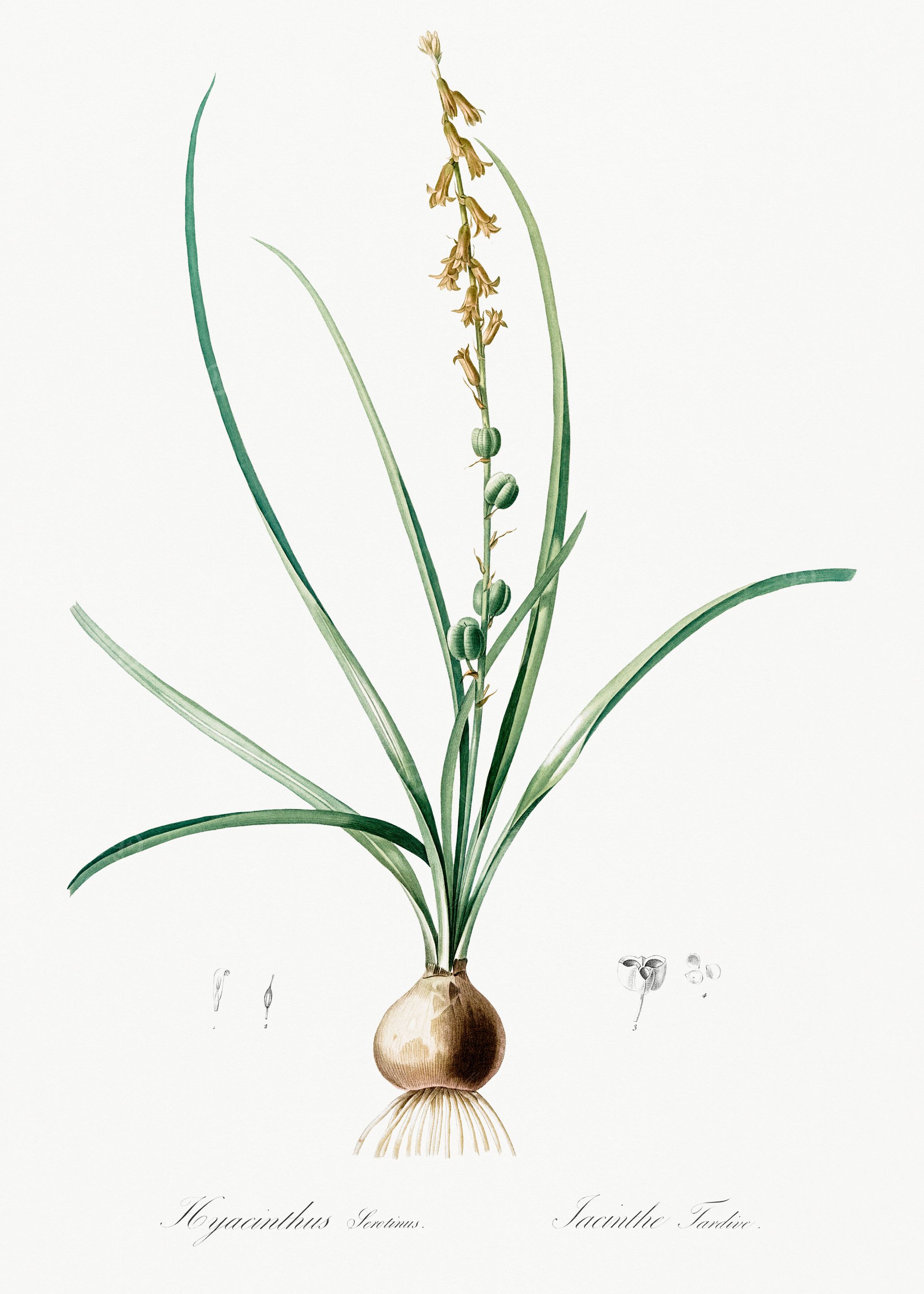 Hyacinthus Flower Illustration