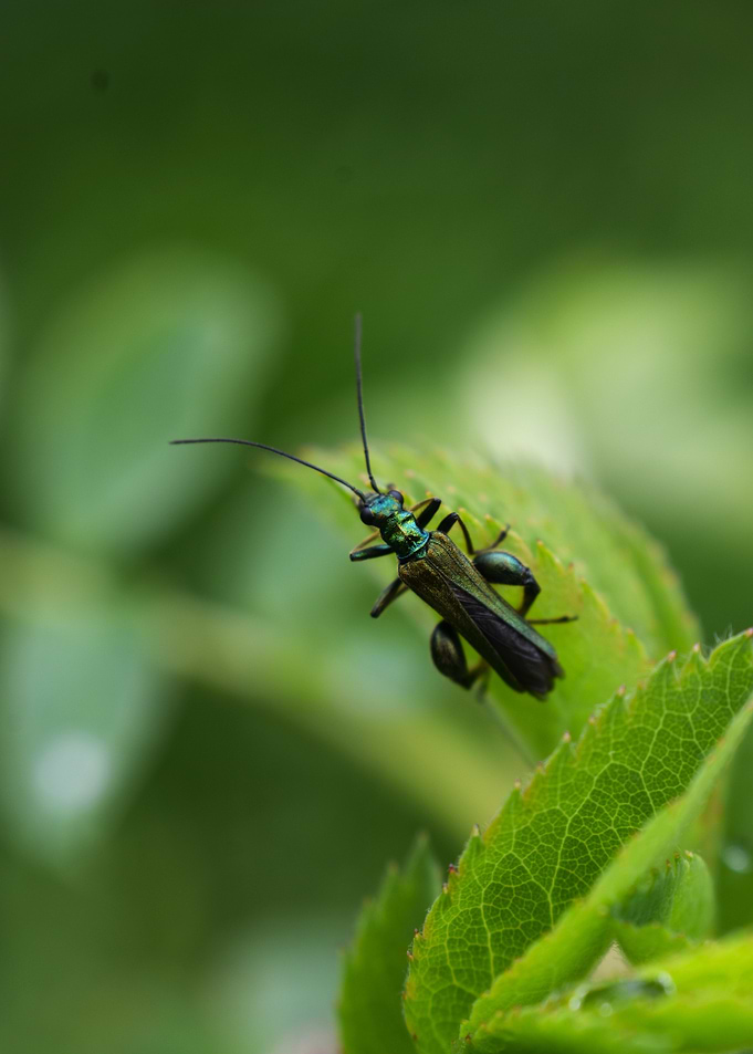 Green Beetle on Leaf