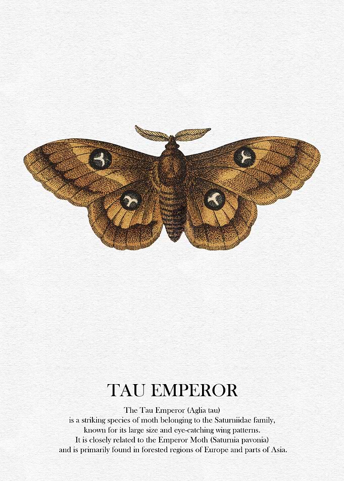 Tau Emperor Moth Illustration