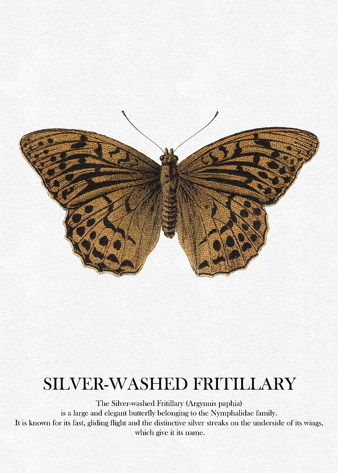 Silver-Washed Fritillary Butterfly