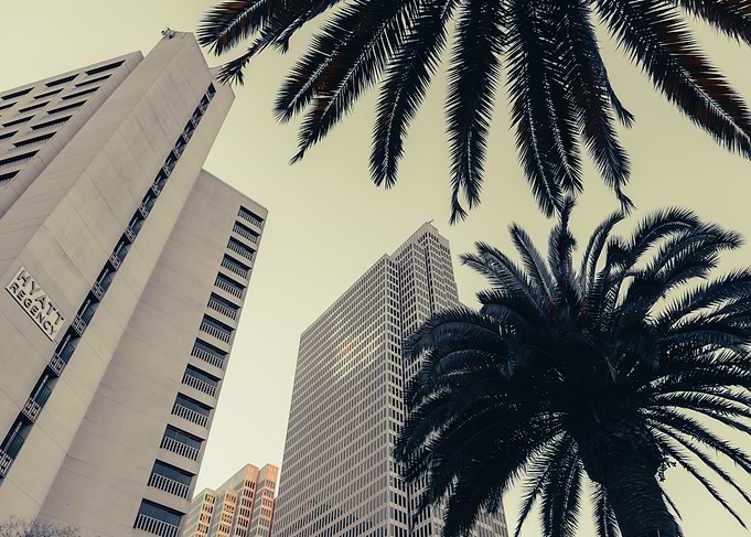 Palm Trees and Skyscrapers