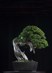 Bonsai Tree in Pot