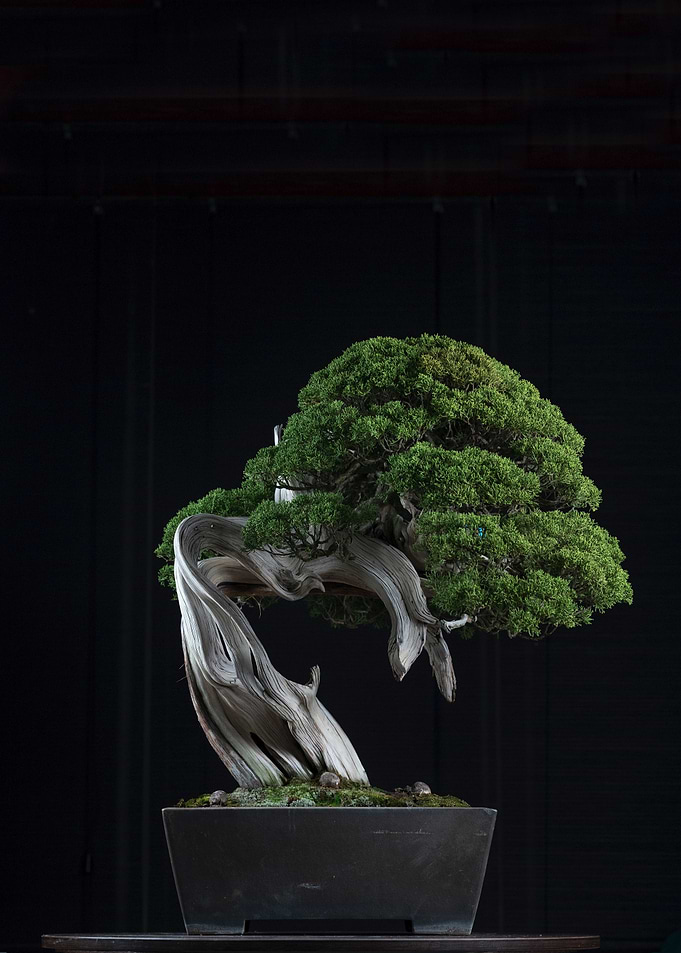 Bonsai Tree in Pot