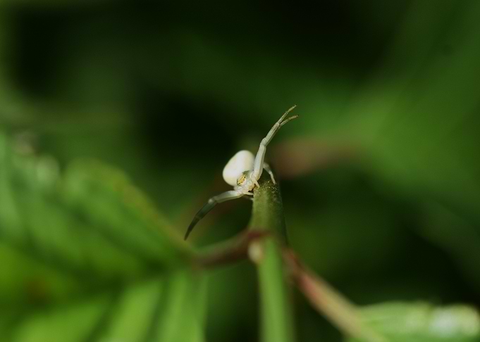 White Crab Spider on Green Stem