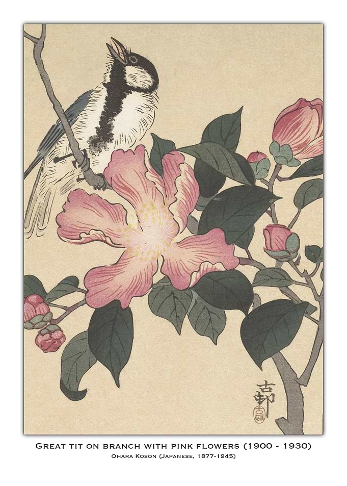 Great Tit on Branch with Pink Flowers